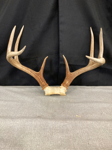 Mule Deer Antler Skull Cap and Rack- 15.75 Spread / 8 point