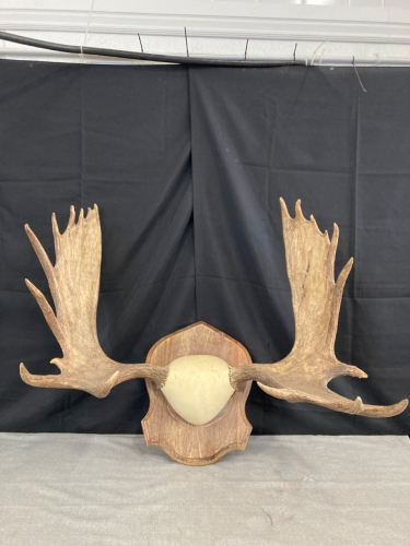 Moose Antler Mount - 20point / 24” spread