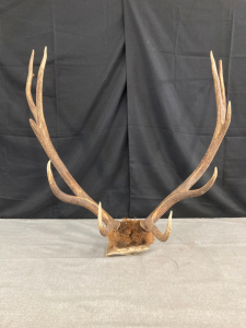 Elk Antler Rack and Cap- 28” Spread / 12point