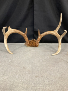 Deer antler Rack- 15” spread / 7 point- One broken Tip