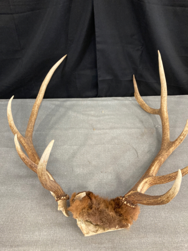 Broken Elk Antler Rack