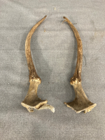 (2) Deer? Elk? antler