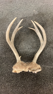 3x3 Point Antlers