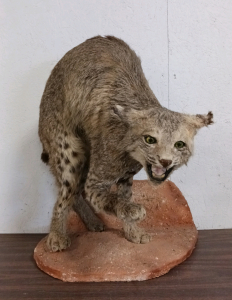 22" H Bobcat Full Body Mount