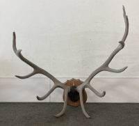 Painted Elk Antler Mount