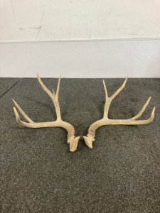 4-Point Antlers