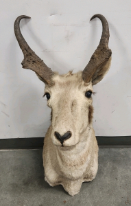 Antelope Mount