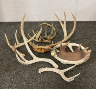 Antlers- Real And Fake