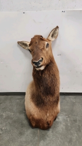 Elk Mount