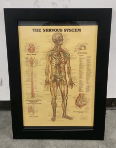 The Nervous System Wall Decor