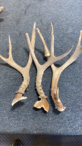 (3) Antlers