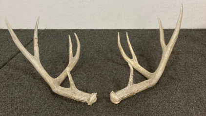 Pair Of Antlers