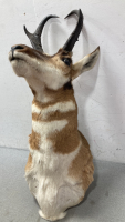 Antelope bust