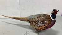 Taxidermy pheasant