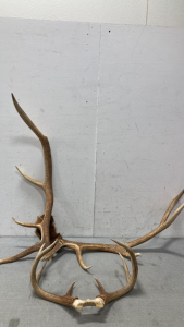 Antlers with skull caps