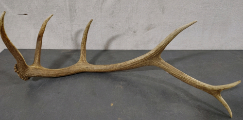 Antler