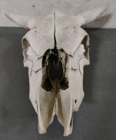 Cow Skull & Horns