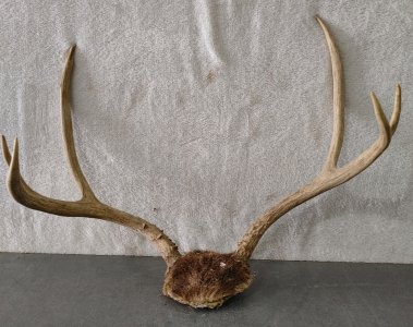 Antler