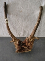 Antler w/ Orginal Tag 1989