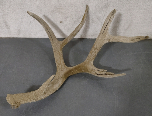 Antler