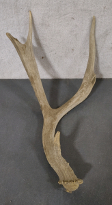 Antler