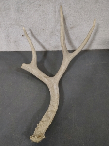 Antler