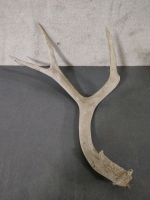 Antler