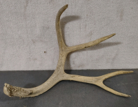 Antler