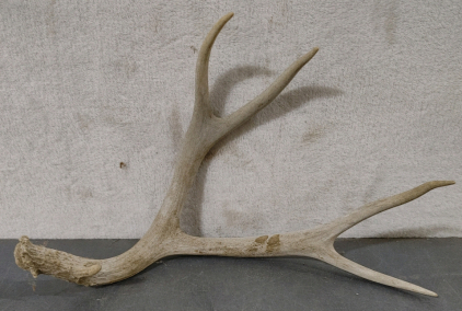 Antler