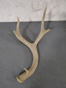 Antler