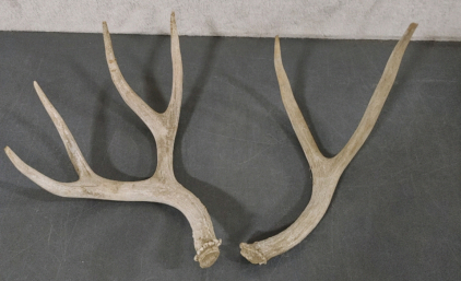 Antlers