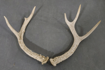 Small Antlers