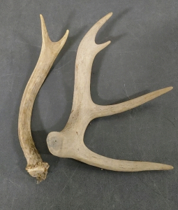 Small Antlers