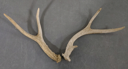 Small Antlers