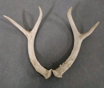 Small Antlers