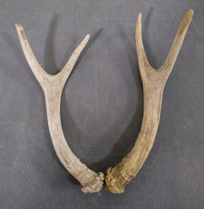 Small Antlers