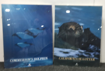 Sea otter & dolphin pictures