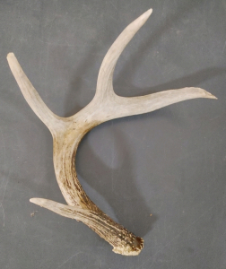 4-Point Antler