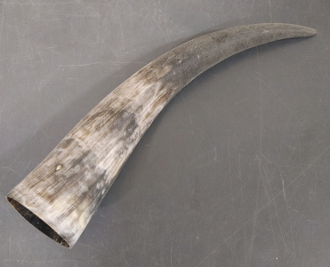 Grey and White Hollow Horn