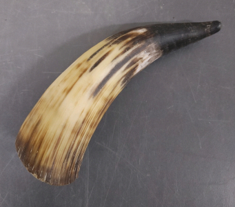 Black Striped Hollowed Small Horn