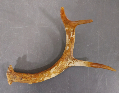 Orange & White 3-Point Antler