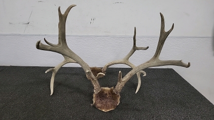 Set of (2) Deer Antler Wall Decor