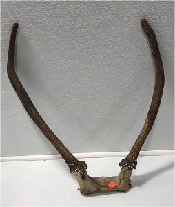 Bull Elk Antlers