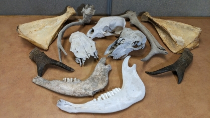 Weathered Skulls Antlers & Bones