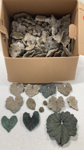 Box of Pottery Leaves