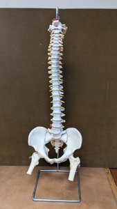 Resin Spine Model