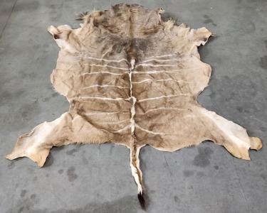 Full Animal Pelt