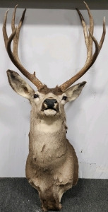 Mule Deer Taxidermy