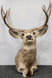 Deer Taxidermy