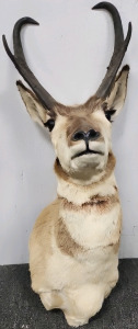 Pronghorn Taxidermy